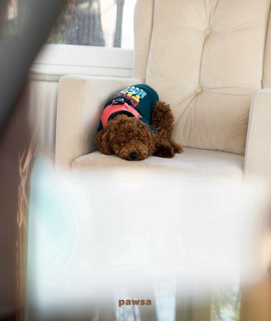 Pet salon Pawsa Samsun, Atakum, photo