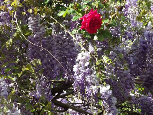 Фото Le Saint Charles