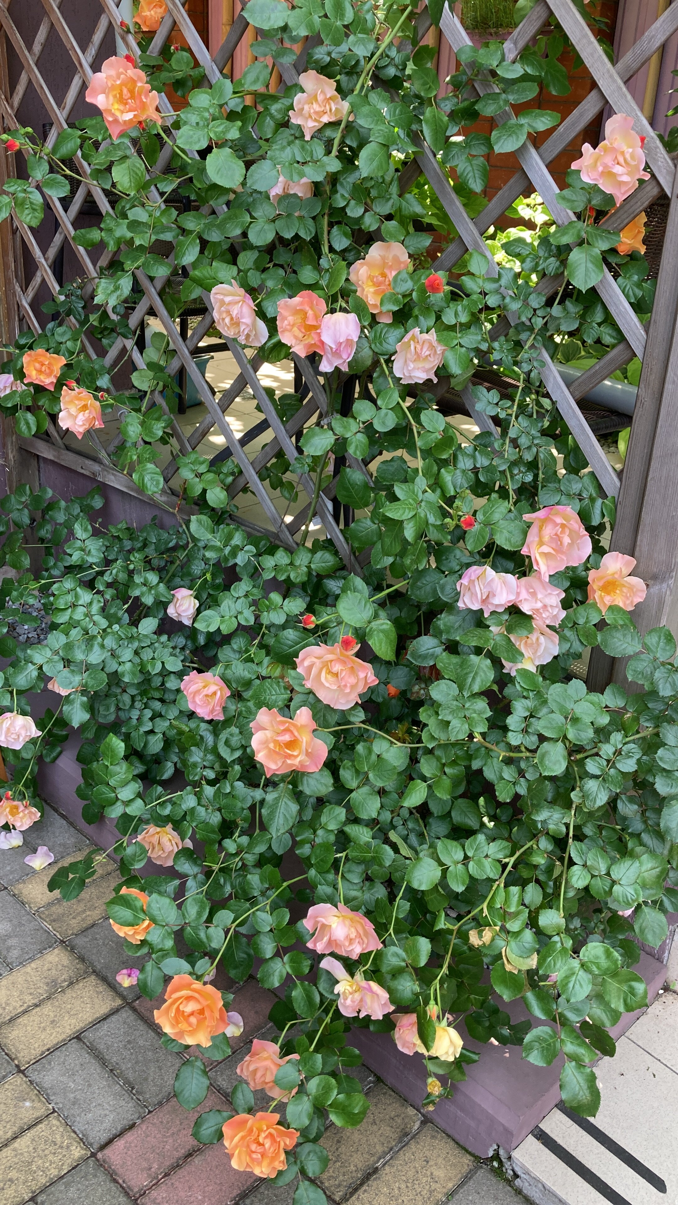 Фото Любимый дом