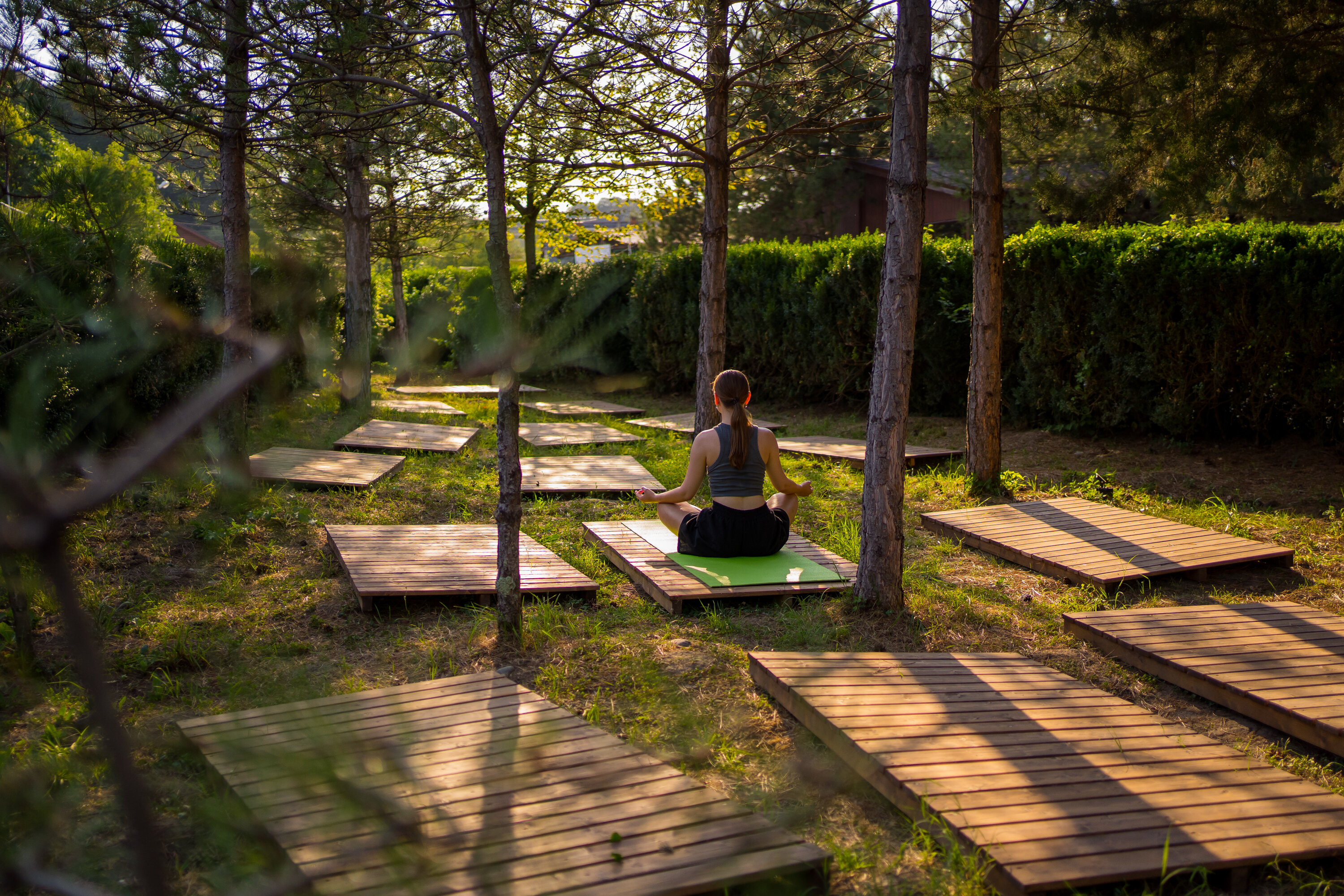 Фото Кедровый бор