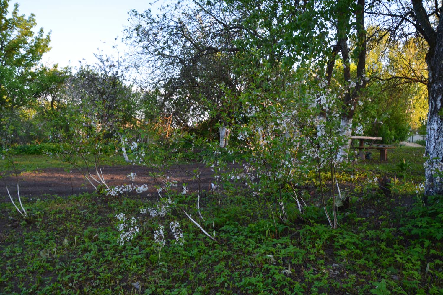 Фото Лес среди болот