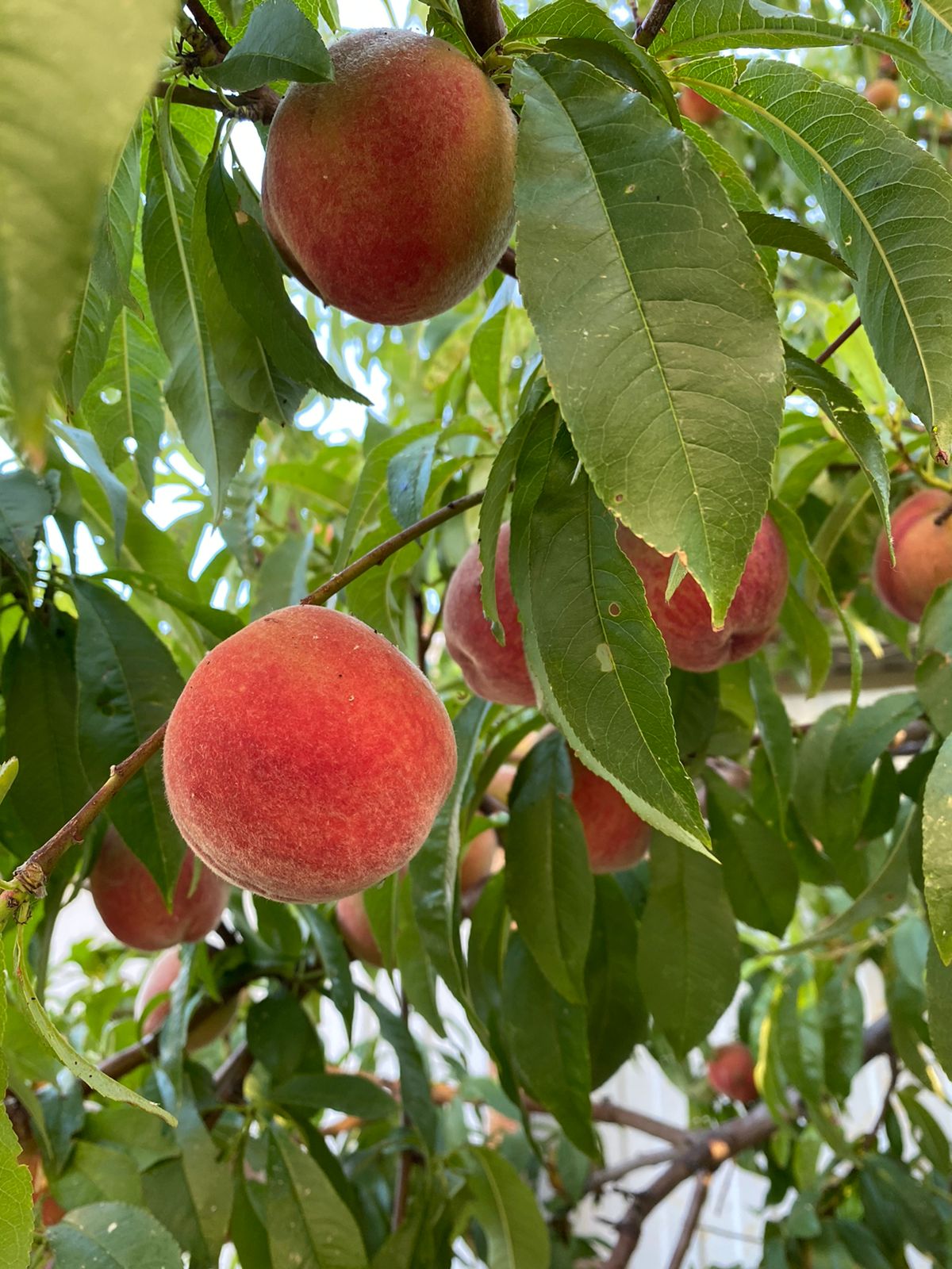 Фото Перовский Дворик