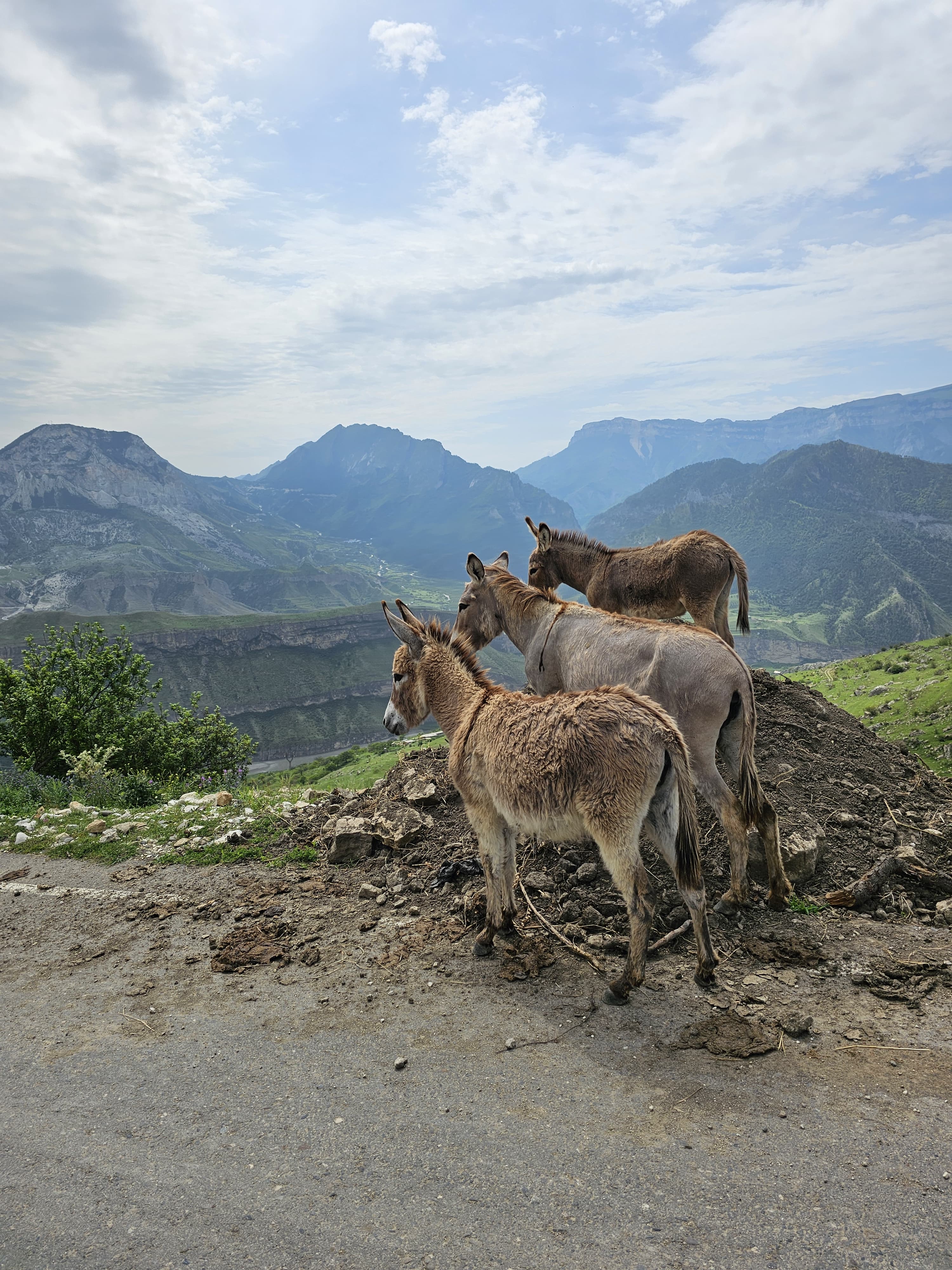 Фото У Магомеда