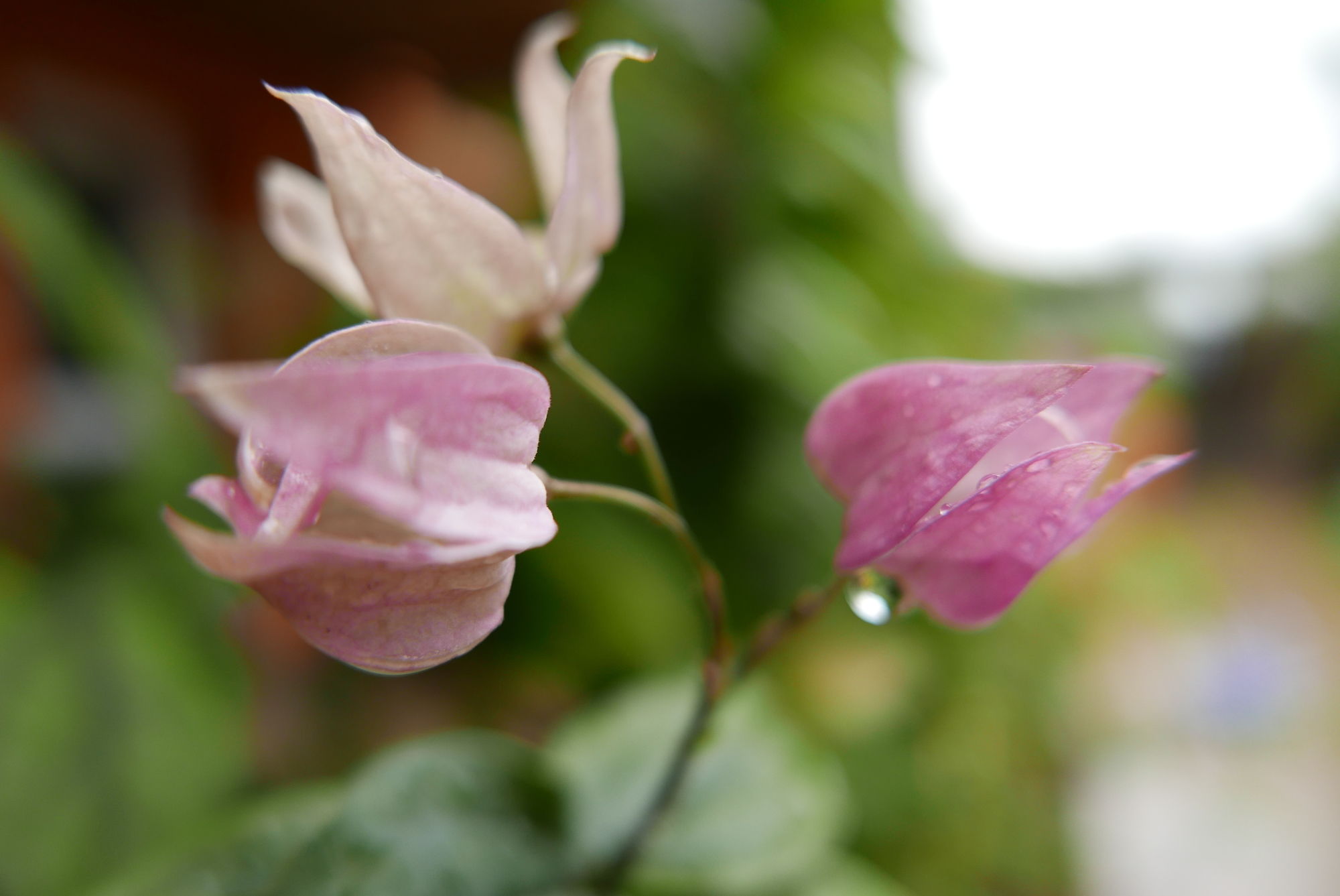 Фото 5 Swiss Hotel