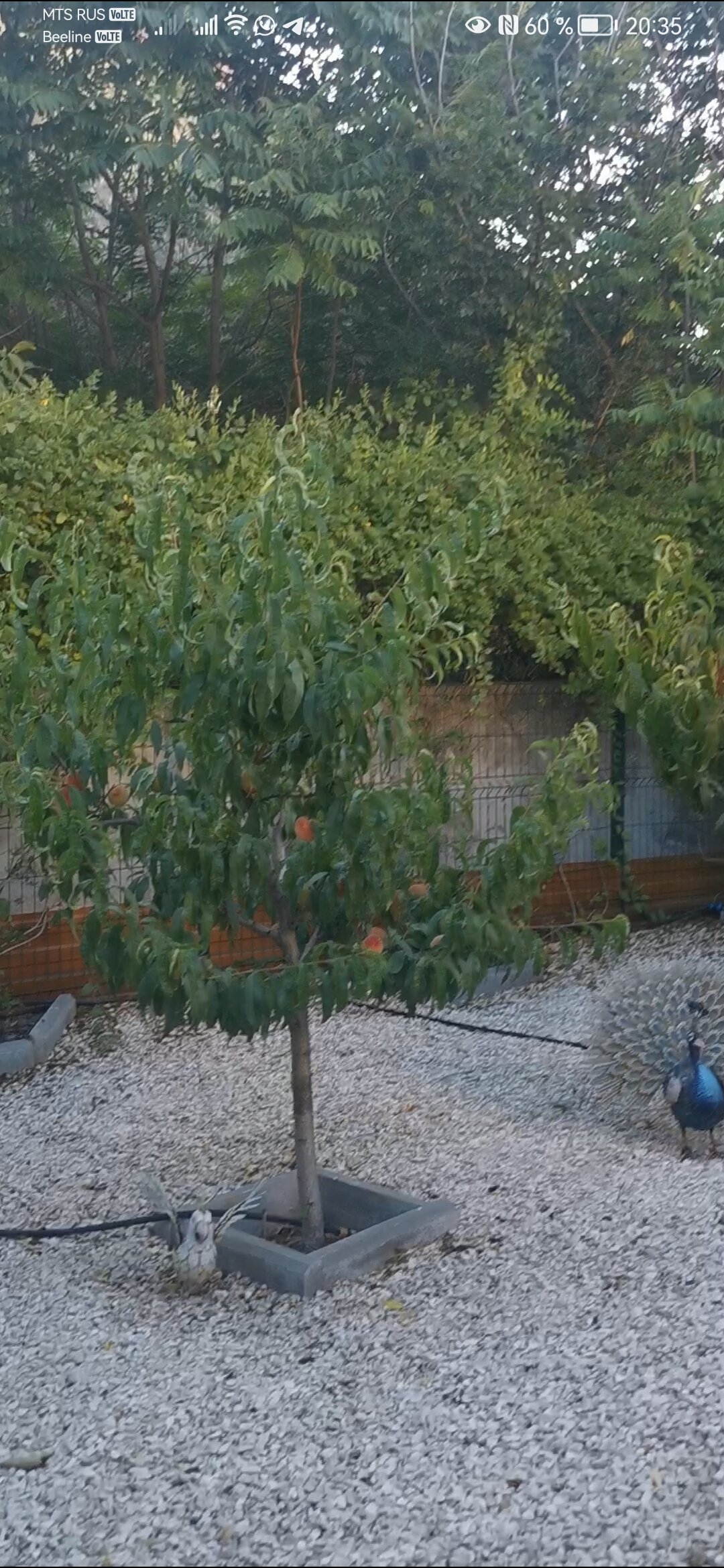 Фото Баловень судьбы