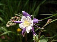 Фото Best Western Grande River Inn & Suites