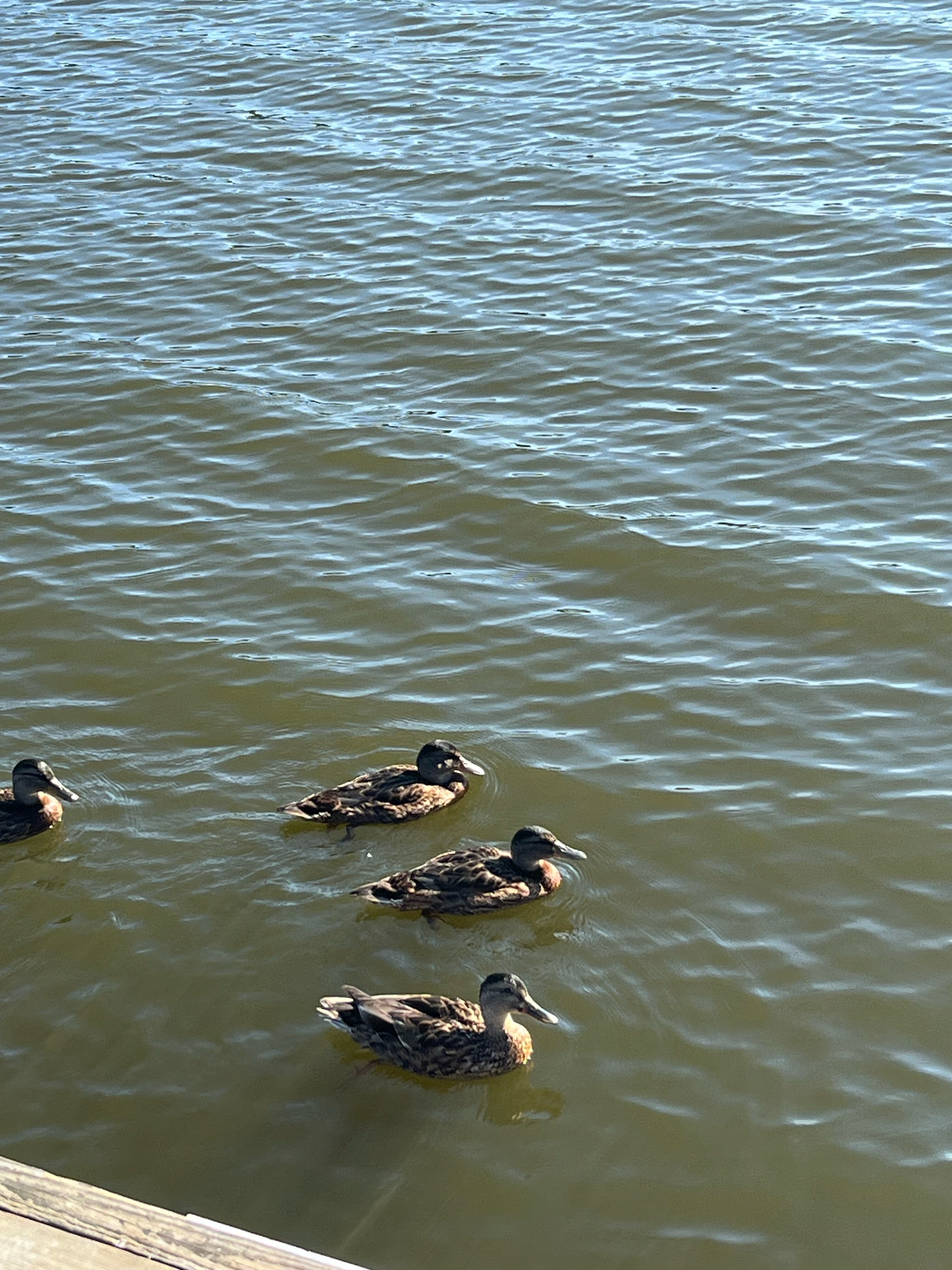 Фото Черная жемчужина