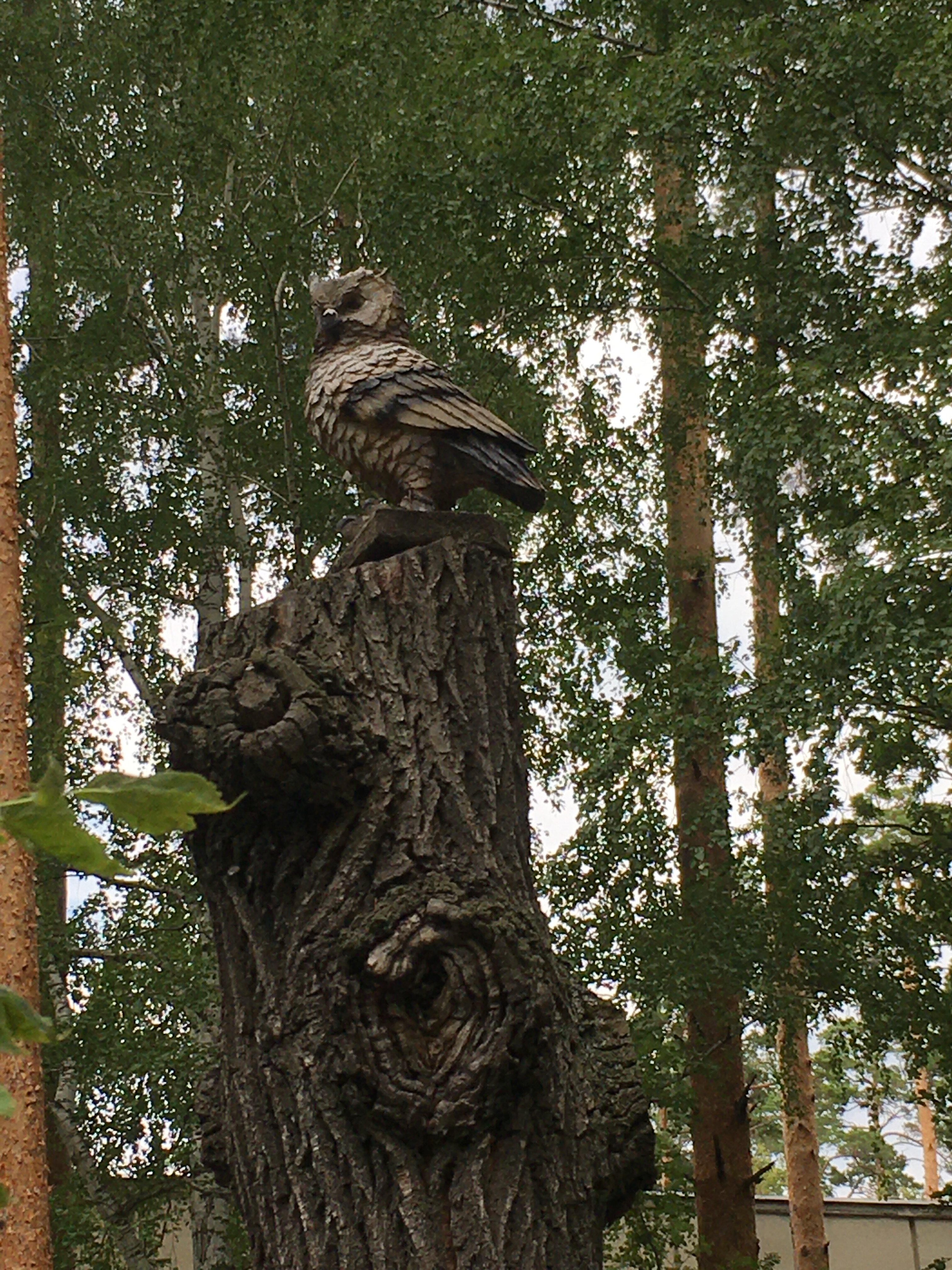 Фото Серебряный бор