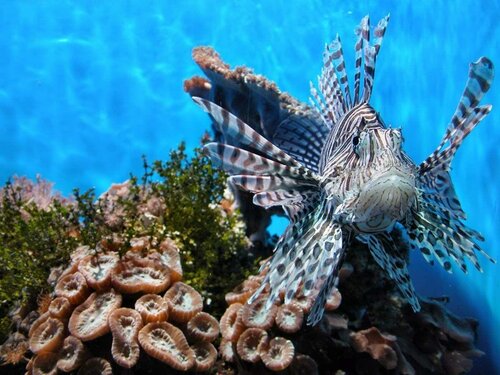 Гостиница Дельфин в Лазаревском