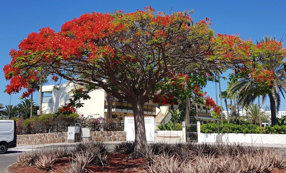 Фото VIP Apartamentos Nogal