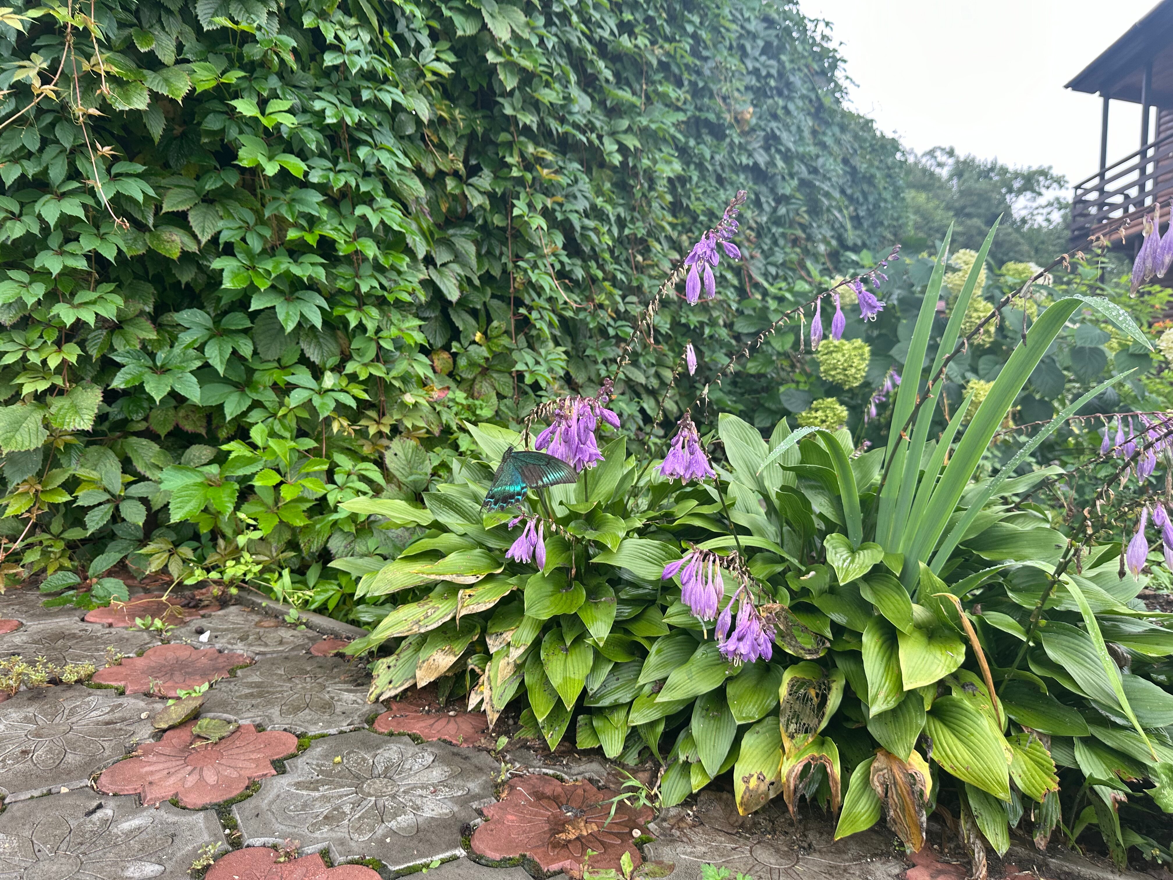 Фото Алые паруса