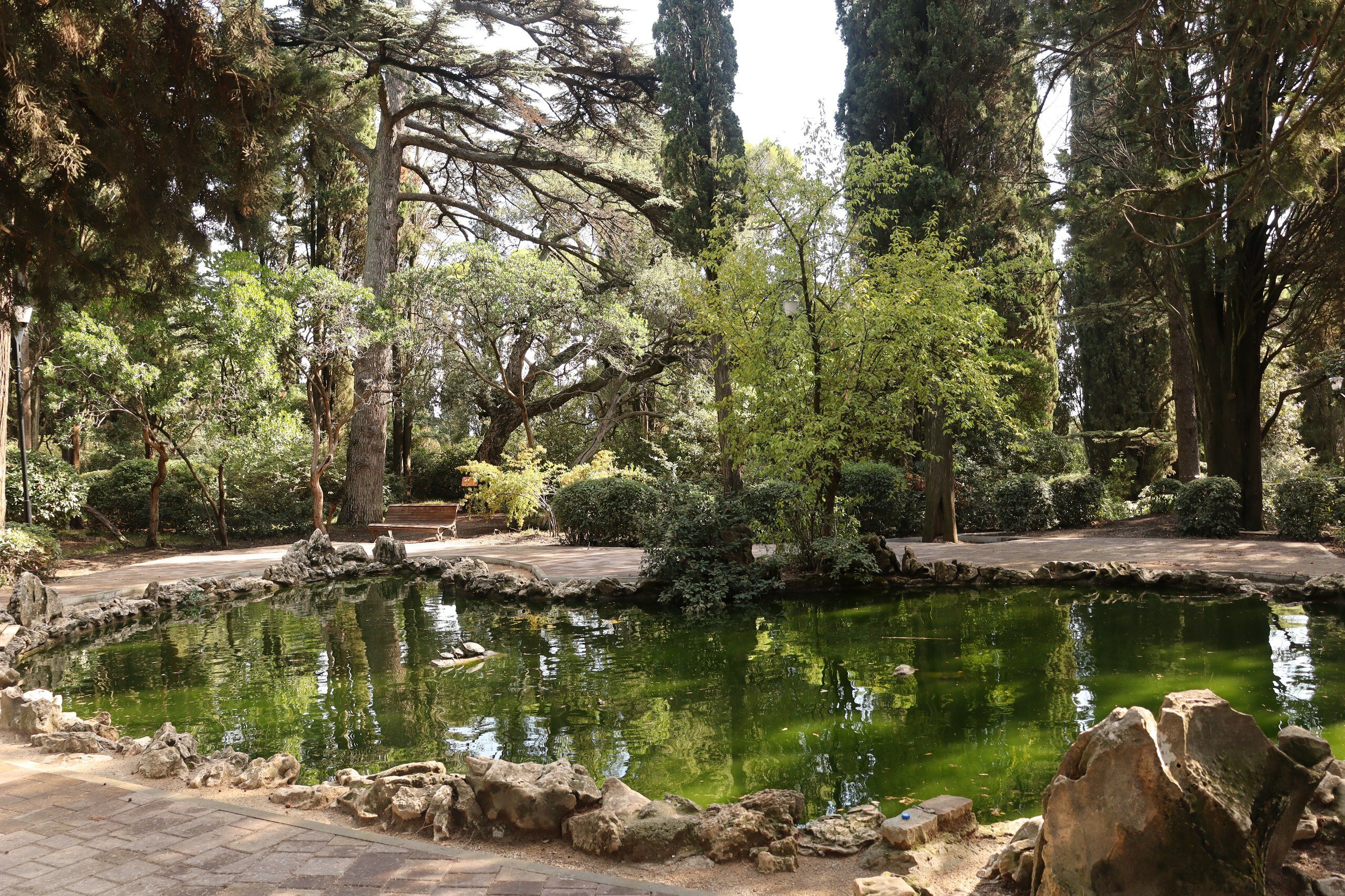 Фото Рапана