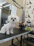 Barboskiny (Simferopolsky Boulevard, 1), pet salon