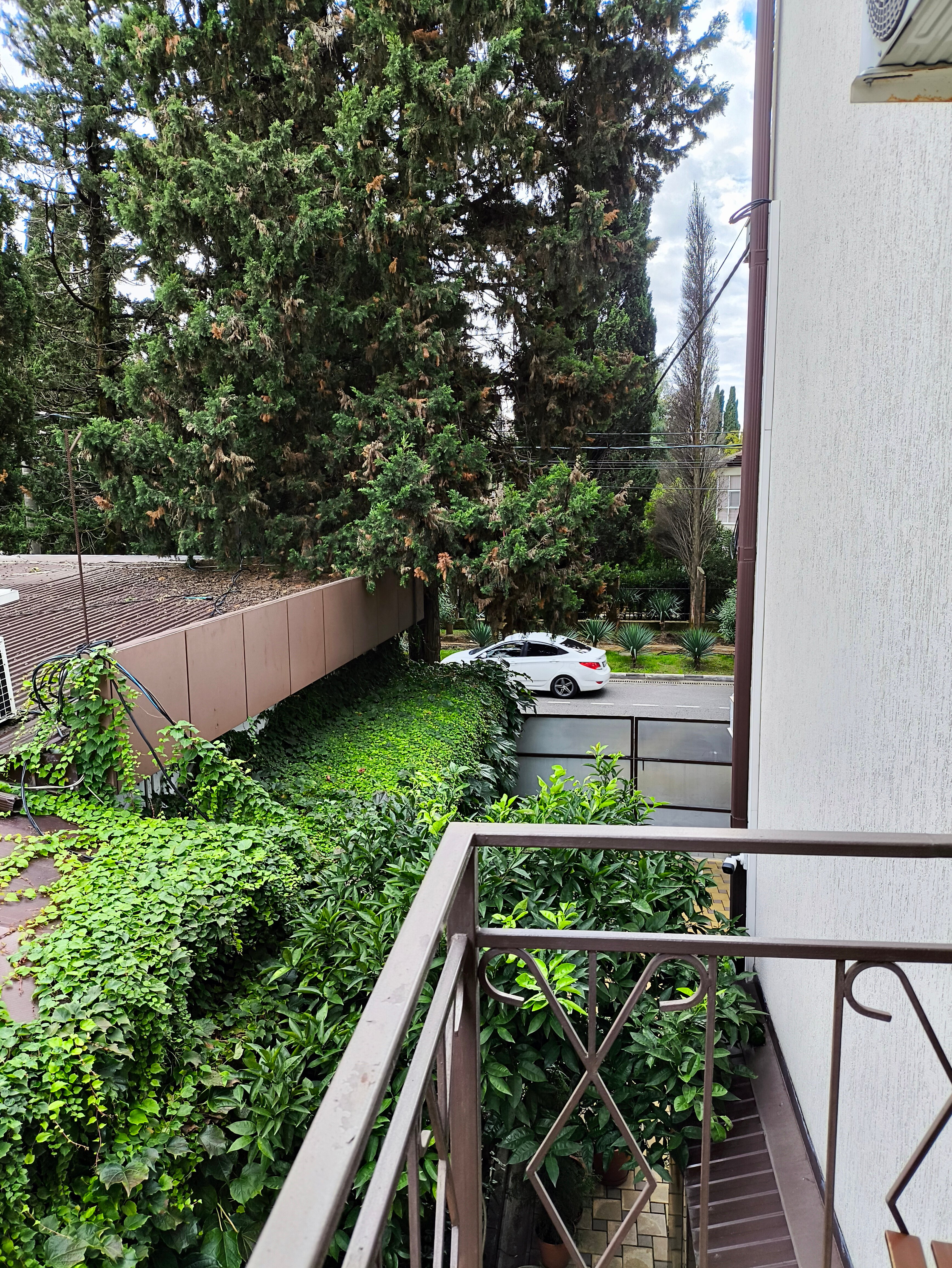 Фото Лаванда