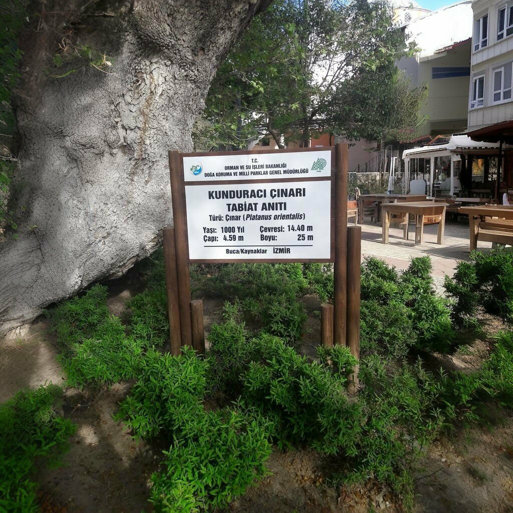 Landmark, attraction Kunduraci Plane Tree Nature Monument, Izmir, photo