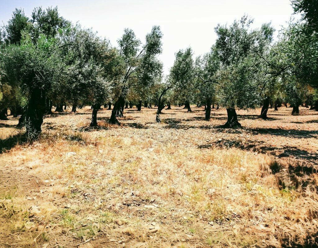 Administration Republic of Turkey Edremit Municipality Gure Branch, Edremit, photo