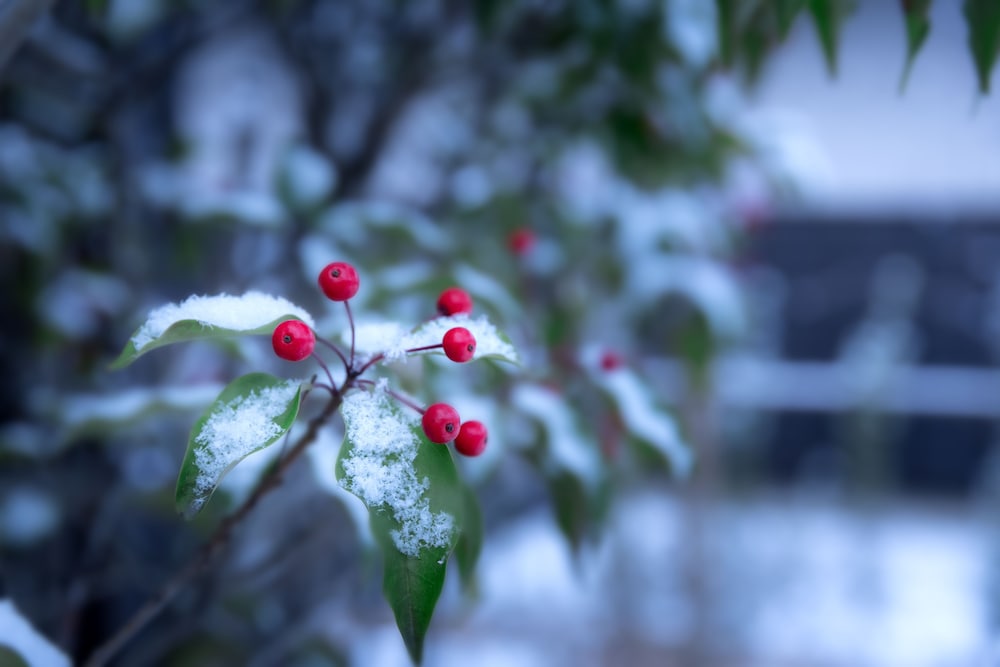 Фото Hoshino Resorts Kai Alps