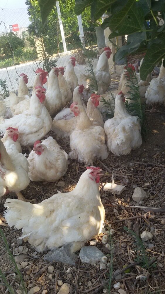 Фото George's Villa