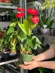 Pots & Plants (Kanaker 1st Street 1st Lane, 1/5), plantas y flores artificiales