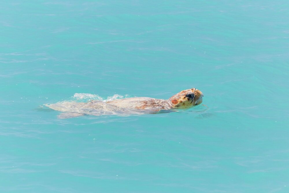 Фото Rac Monkey Mia Dolphin Resort