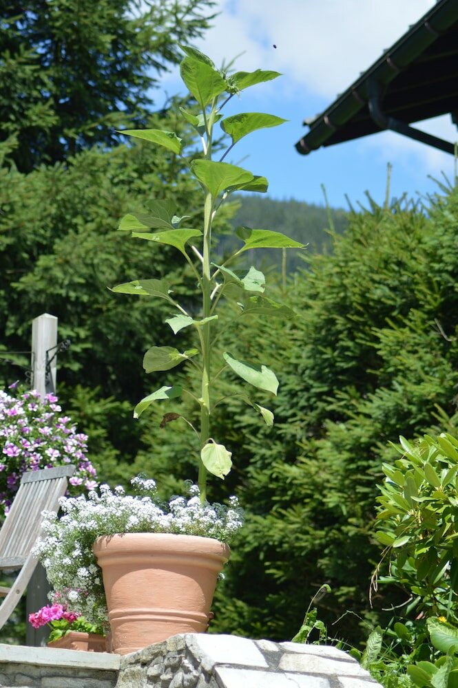 Фото Haus Susanne