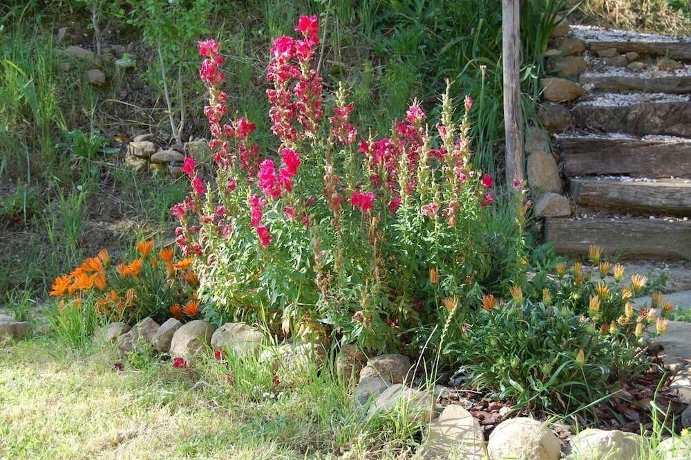 Фото Agriturismo Serpanera