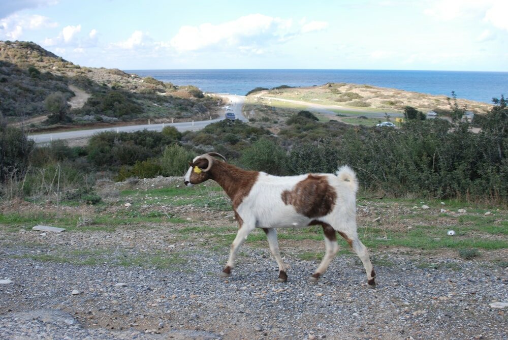 Фото Hera Kyrenia Gardens
