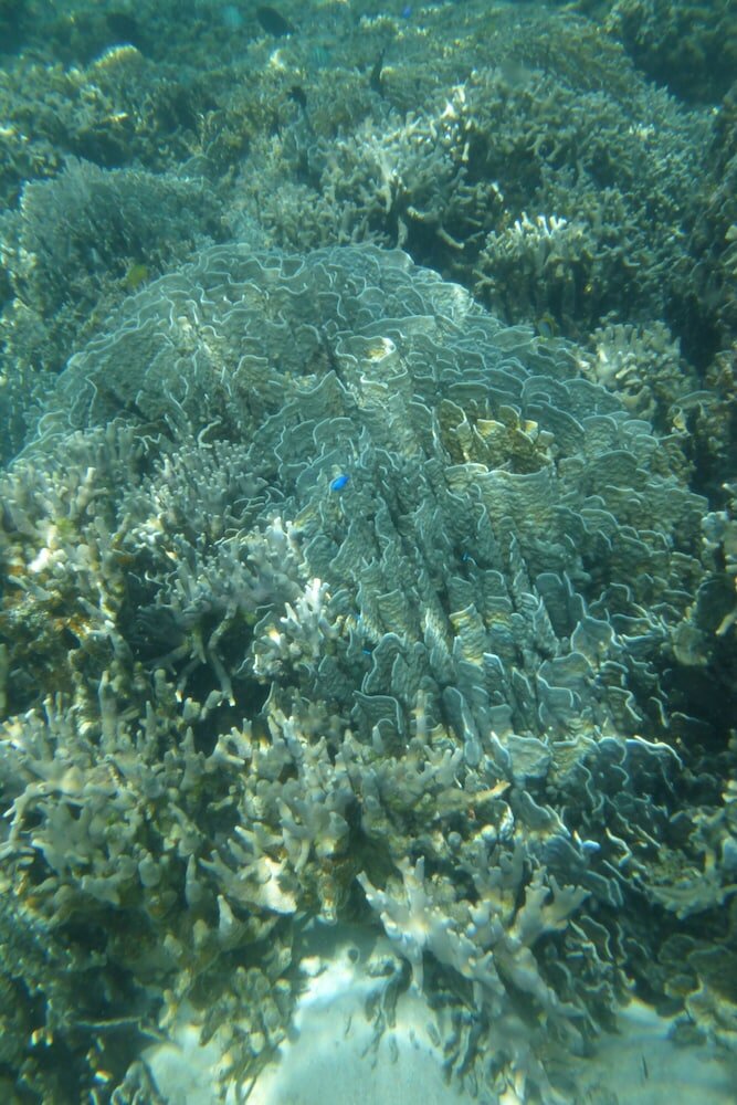 Фото Minsyuku funatsukiba