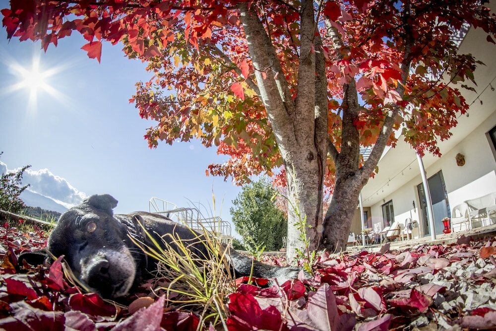 Фото Agriturismo Bio Relais Terra del Vento