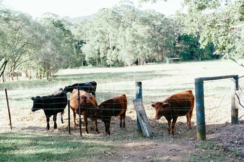 Гостиница Blackwattle Farm B&b and Farm Stay