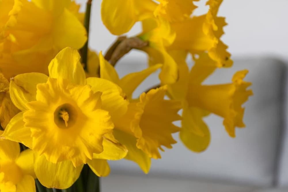 Фото Gem bed and breakfast