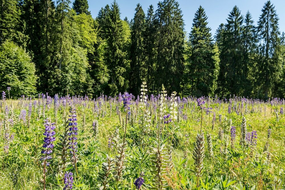 Фото Hotel Bareiss