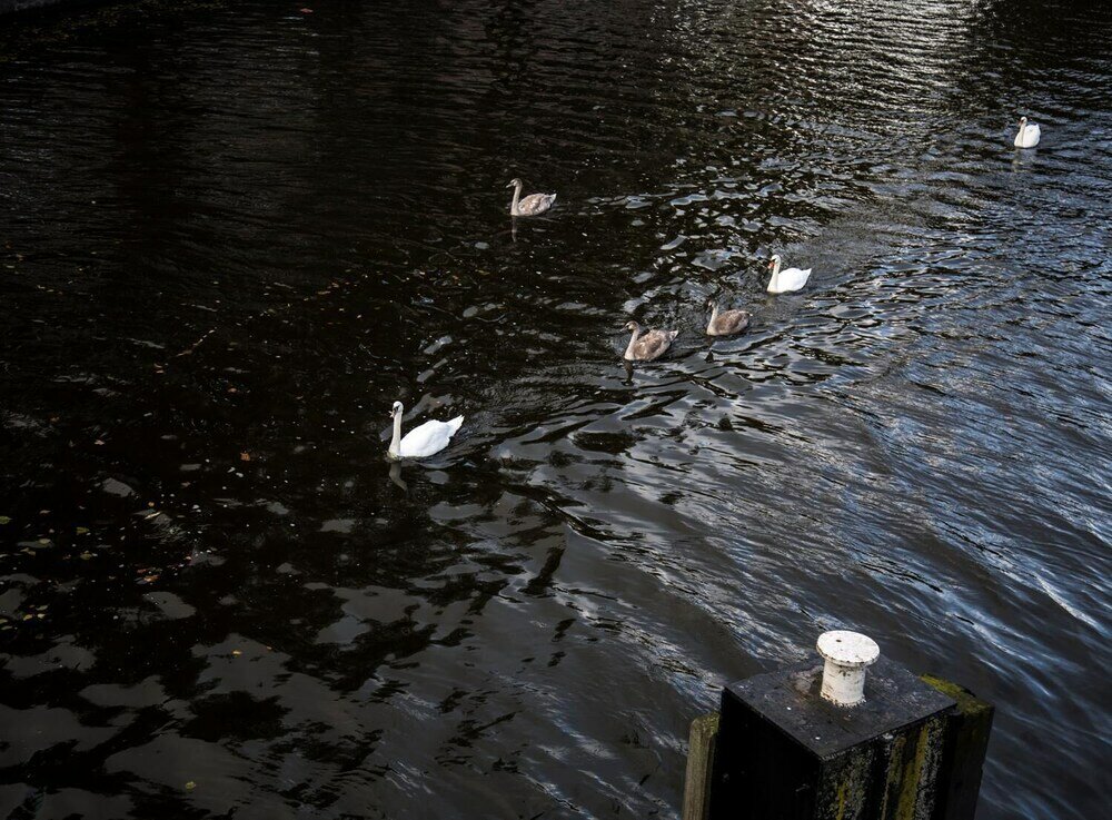 Фото Sweets - Kattenslootbrug
