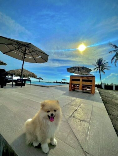 Гостиница Hotel Tesoro Beach