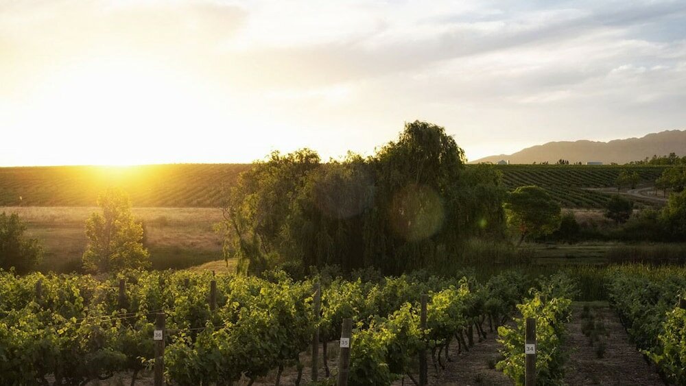 Фото Rijks Wine Estate and Hotel - Adults Only