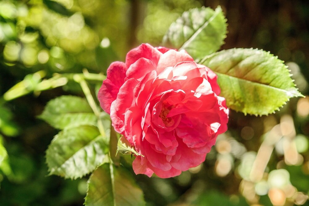 Фото Hotel Promenade