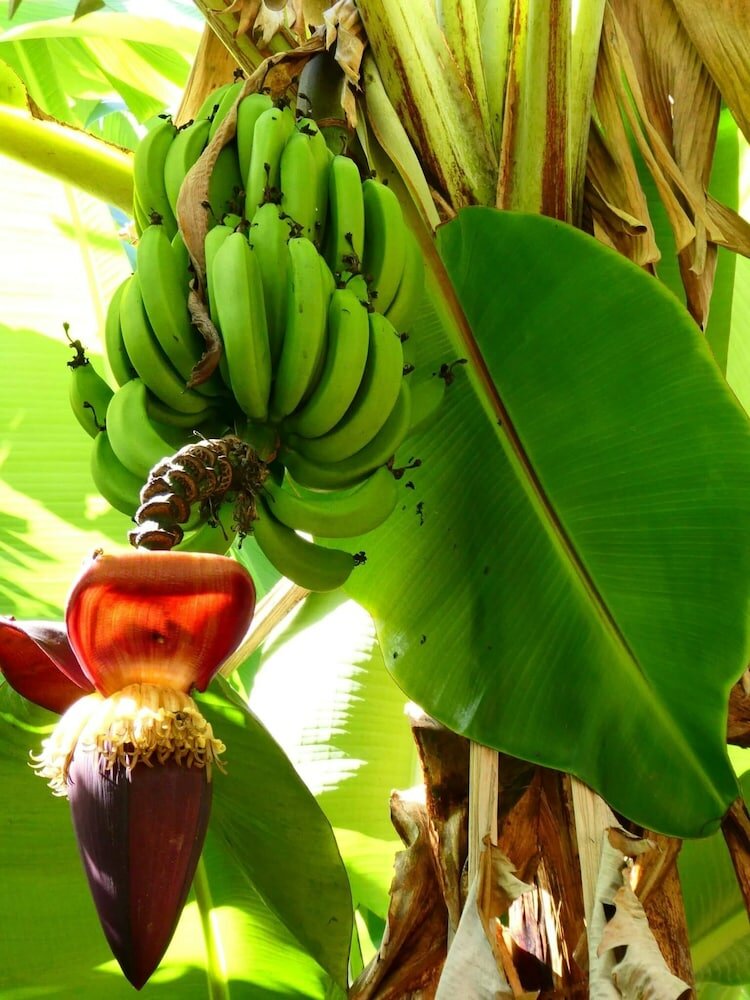 Фото Utamaduni House