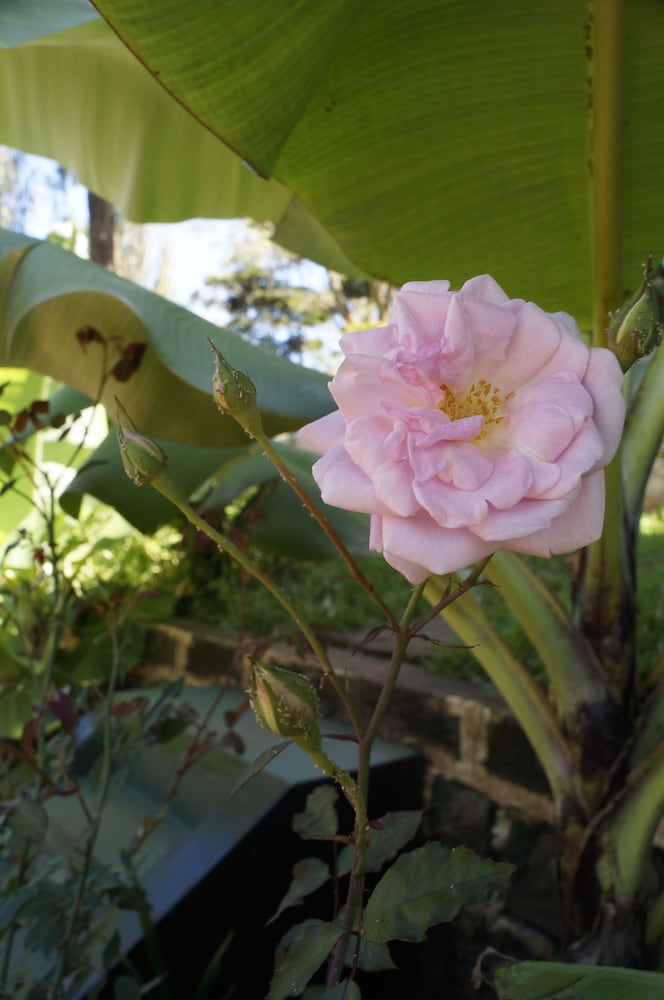 Фото Utamaduni House