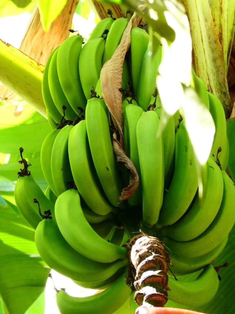 Фото Utamaduni House