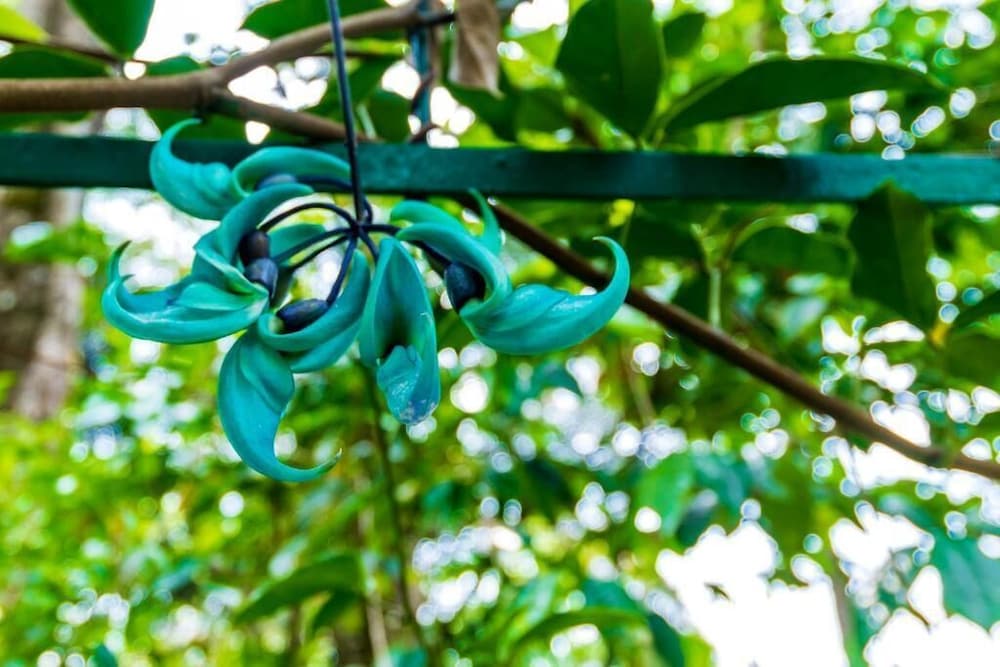 Фото The Tall Trees Munnar