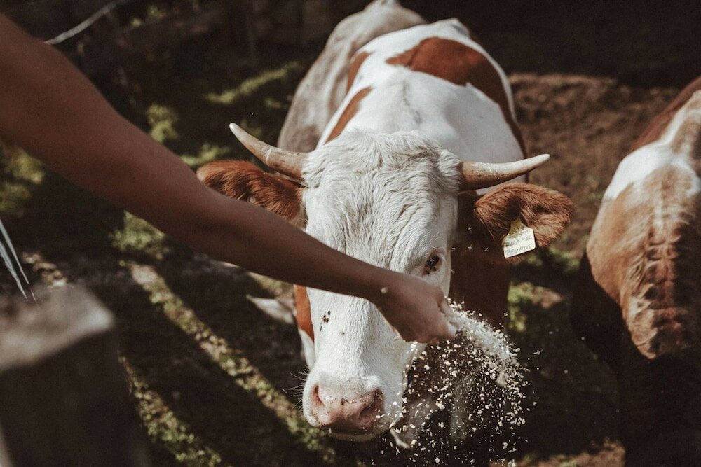 Фото Hotel Mea VIA