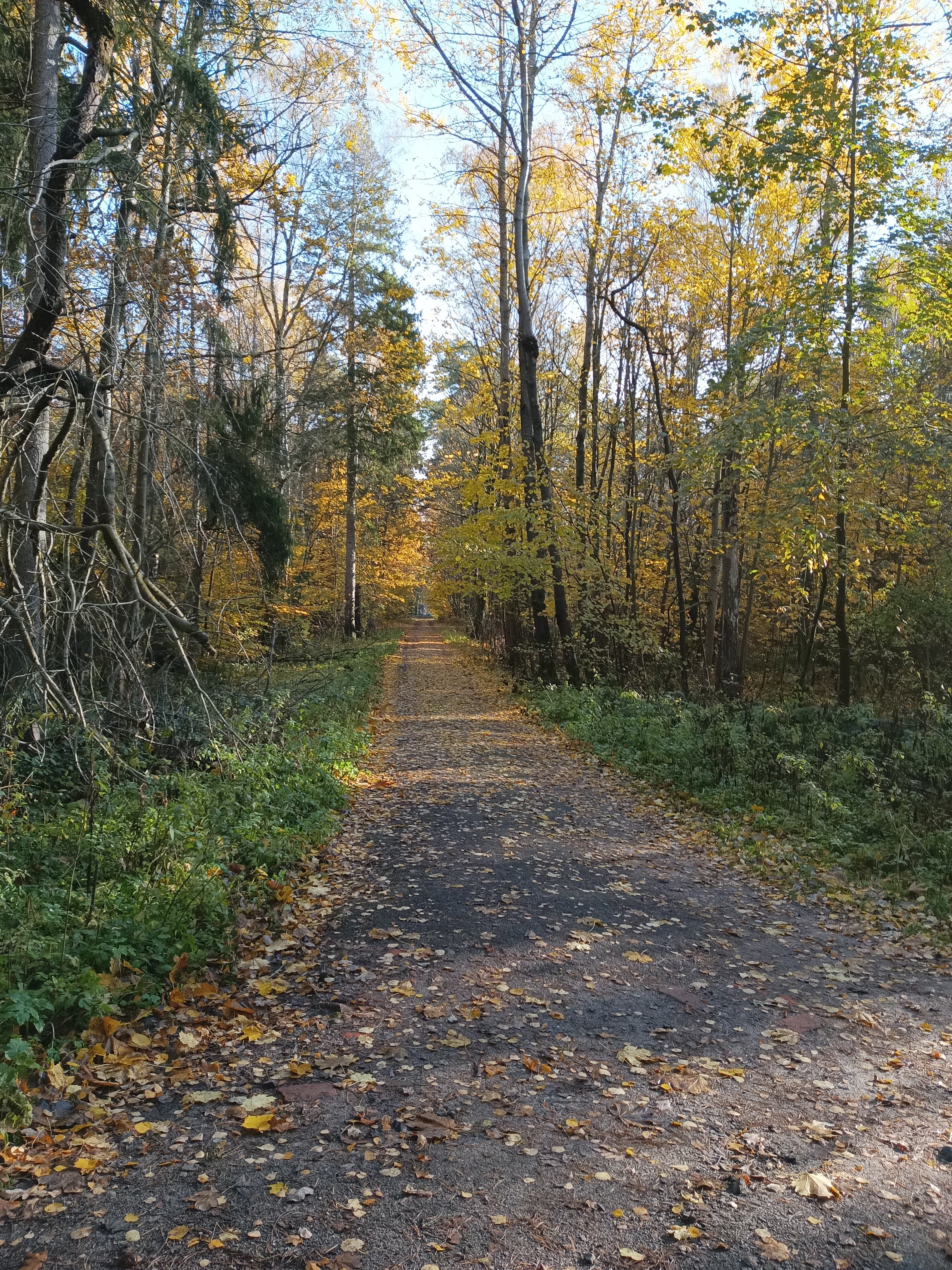 Фото Сосны, Ели и Залив
