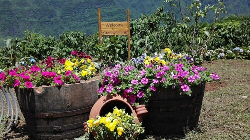 Гостиница Grannys Farm