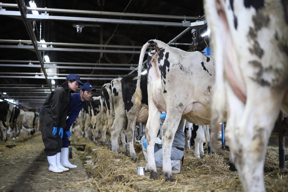 Фото Kushiro Guesthouse Cook A Doodle Doo - Hostel