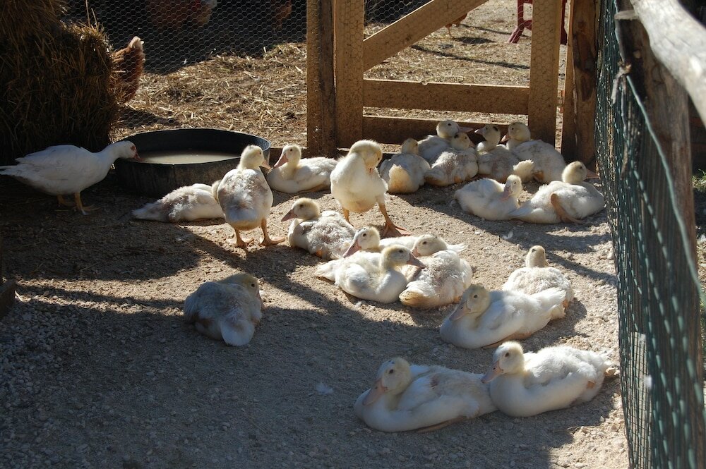 Фото Agriturismo Santa Caterina