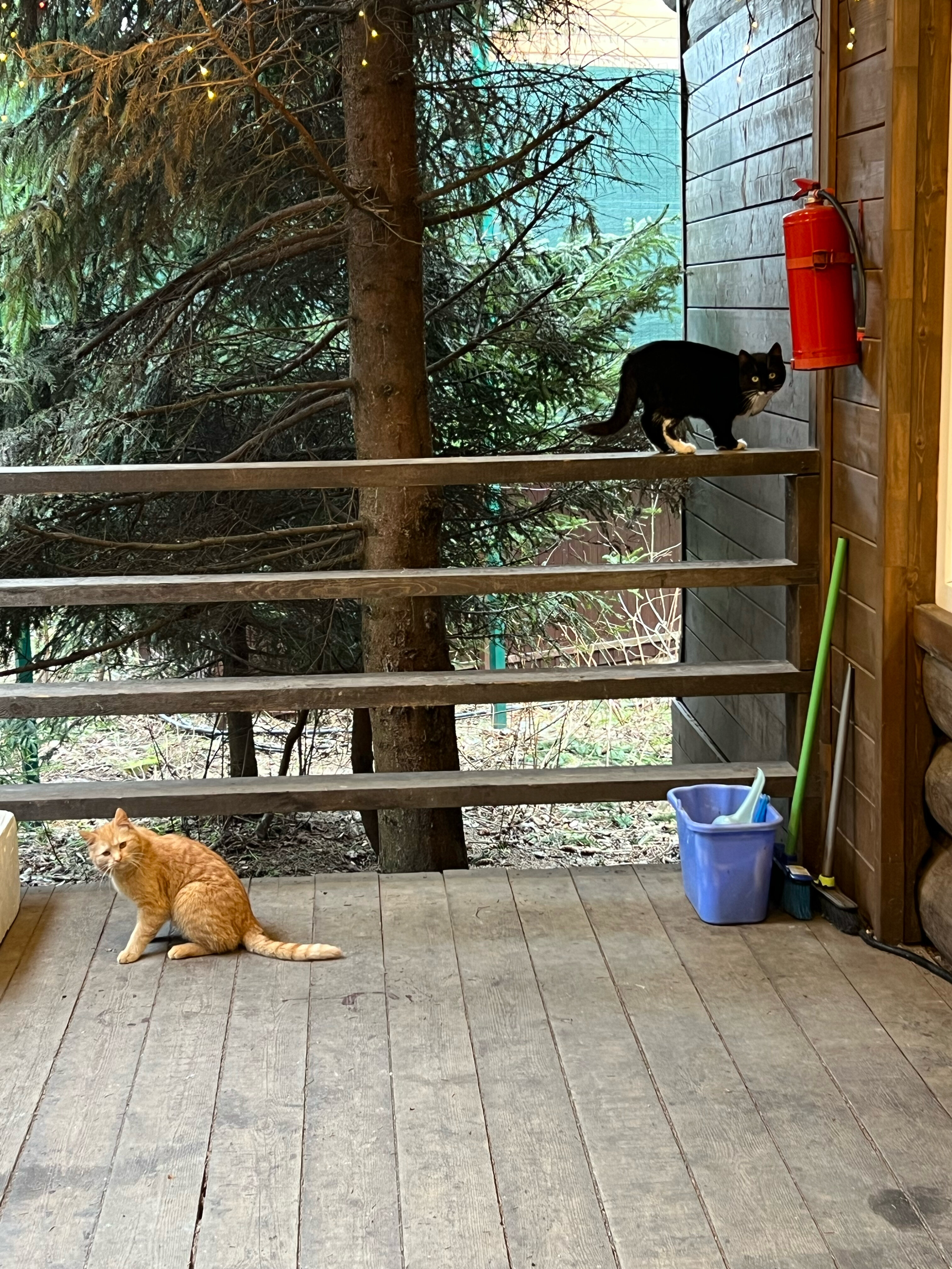 Фото Парк Лесок