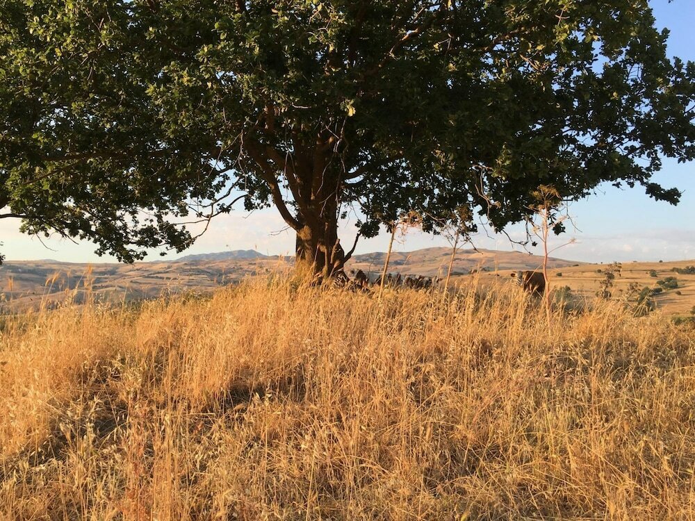 Фото Agriturismo San Pietro