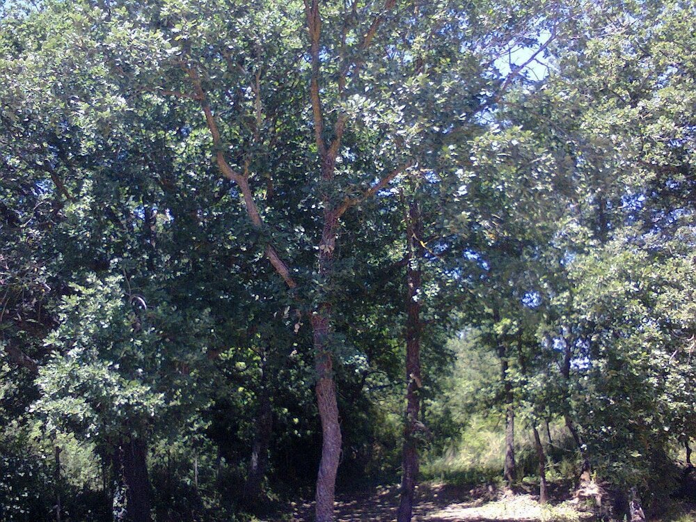 Фото Agriturismo San Pietro