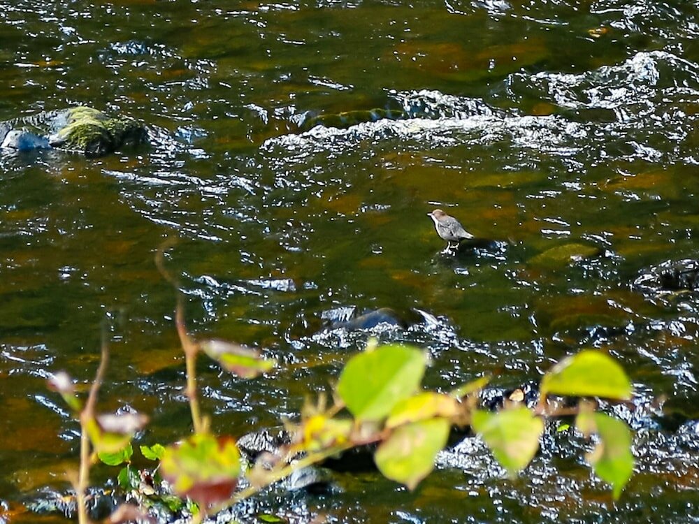 Фото Kevock Vale Park