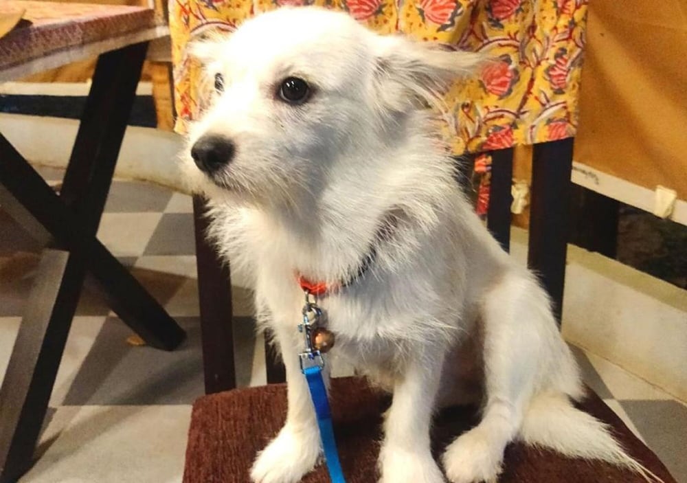 Фото Dev Bhoomi Farms & Cottages